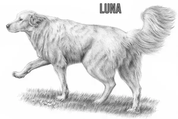 Jak narysować psa - proste kroki, które ułatwią rysowanie