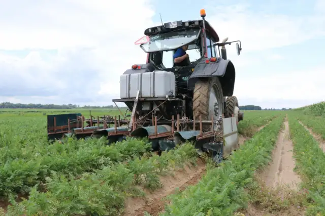 Traktor z maszyną do zbioru marchwi pracuje na polu. Maszyna tworzy wąski klin w ziemi, oddzielając rośliny.