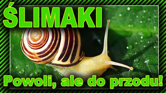 Jak ślimaki się rozmnażają? Odkryj fascynujący proces ich życia