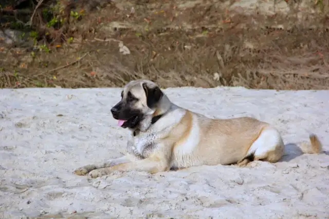 Duży kangal leży na piaszczystej plaży, jego imponujący wzrost i potężna budowa ciała robią wrażenie.