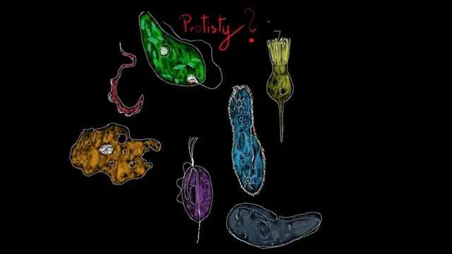 Jakie znaczenie mają protisty dla organizmów w Bałtyku? Niezwykłe fakty