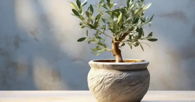 Jak uprawiać oliwkę w doniczce? Sekrety śródziemnomorskiej pielęgnacji