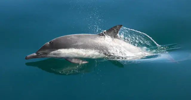 Czy delfiny są w Bałtyku? Rzadkie obserwacje i ich tajemnice
