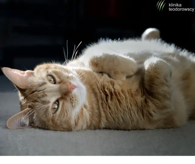 Ropomacicze u kotki objawy – nie bagatelizuj tych niebezpiecznych sygnałów
