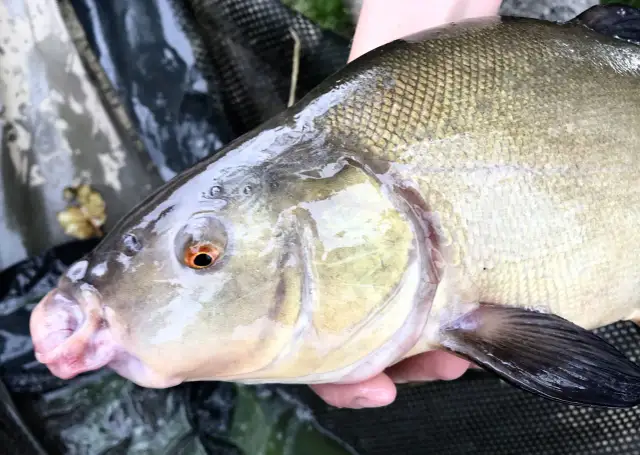 Zanęta marcepan: skuteczna metoda na złowienie większych ryb