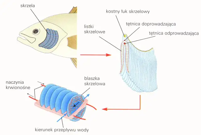 Nigdy więcej nieświeżej ryby! Sprawdź oczy i skrzela