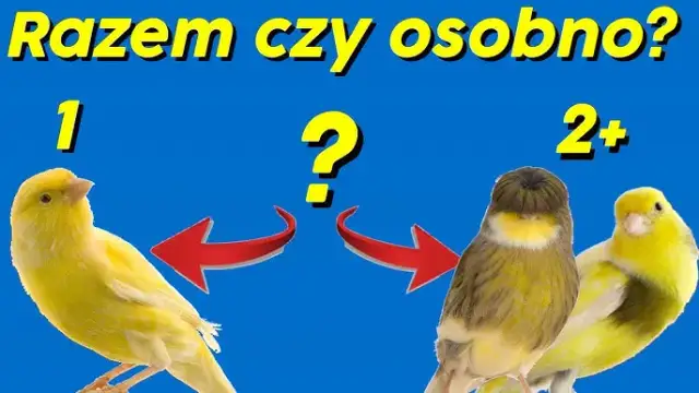 Jak odróżnić samca od samicy kanarka? Pewne metody i mity!