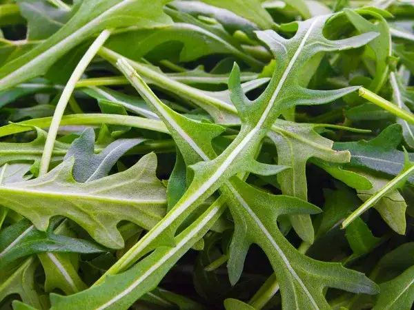 Rukola kiedy siać, aby uniknąć gorzkiego smaku i cieszyć się plonami