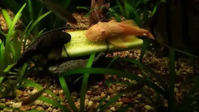 Jakie warzywa dla glonojada? Odkryj najlepsze opcje dla zdrowia ryb