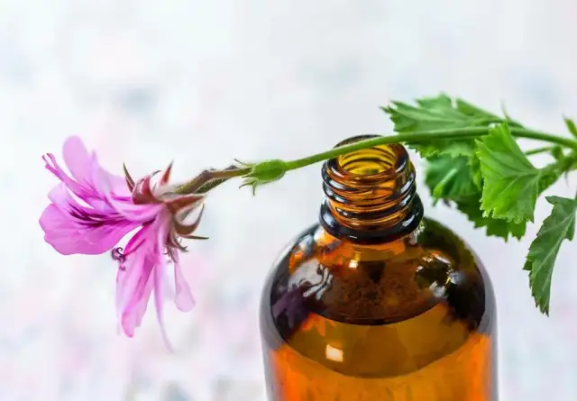 Olejek z geranium jak stosować: skuteczne metody i porady dla zdrowia