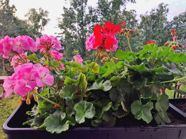 Jaki nawóz do pelargonii, aby zapewnić piękne kwitnienie i zdrowie?