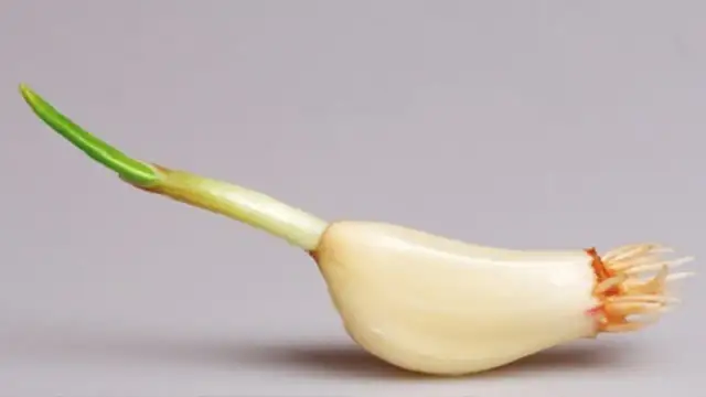 Czy można sadzić kiełkujący czosnek? Odkryj najlepsze praktyki sadzenia