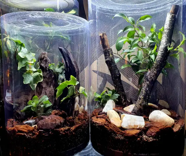 Jak urządzić terrarium dla modliszki, aby zapewnić jej idealne warunki