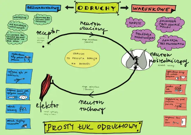 Schemat przedstawia łuk odruchowy, wyjaśniając, co to jest genetyka w kontekście odruchów bezwarunkowych i warunkowych.