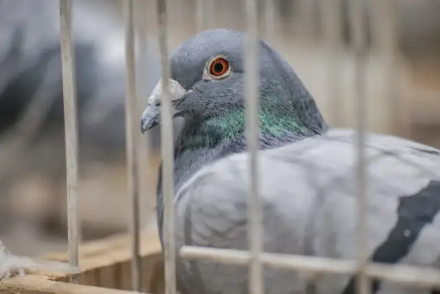 Ile kosztuje gołąb? Ceny, które mogą cię zaskoczyć