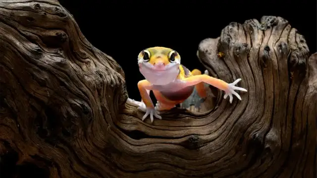 Ile kosztuje terrarium? Przewodnik po cenach i kosztach (2024)