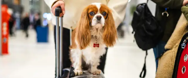 Jak przewieźć zwierzę za granicę - uniknij problemów i formalności