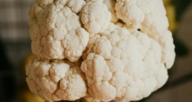 Główka kalafiora, idealna do gotowania. Czy psy mogą jeść kalafior? Tak, w małych ilościach, jako zdrowy dodatek.