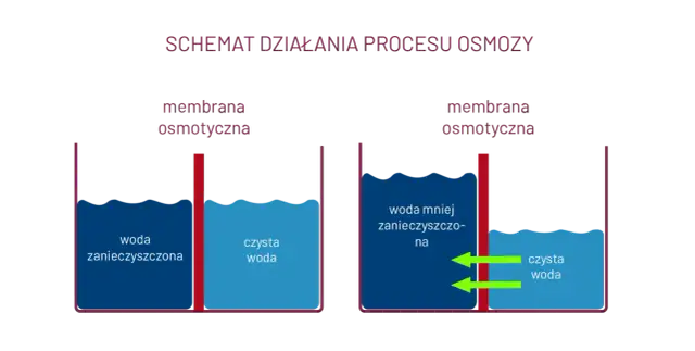 Czym tak naprawdę jest zjawisko osmozy i jak działa w życiu codziennym