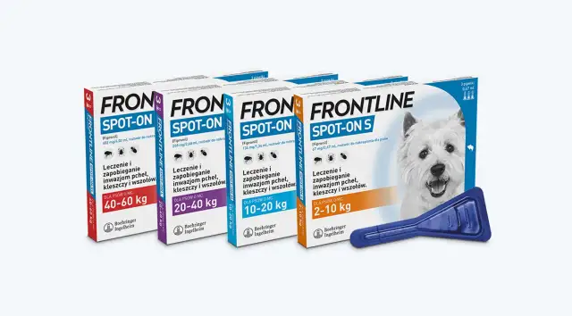 Kleszcze u psa: Jak chronić i wybrać najlepszy preparat?