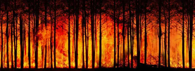 Jak przetrwać pożar lasu: Kluczowe zasady ewakuacji i ratunku