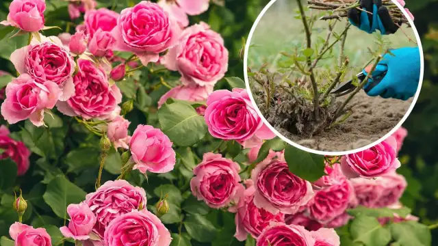 Krzew różowy z licznymi pąkami i kwiatami oraz zbliżenie na przycinanie pędów sekatorami.