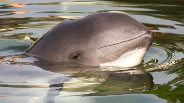 Jakie zwierzęta żyją w Bałtyku? Poznaj unikalną faunę morza!