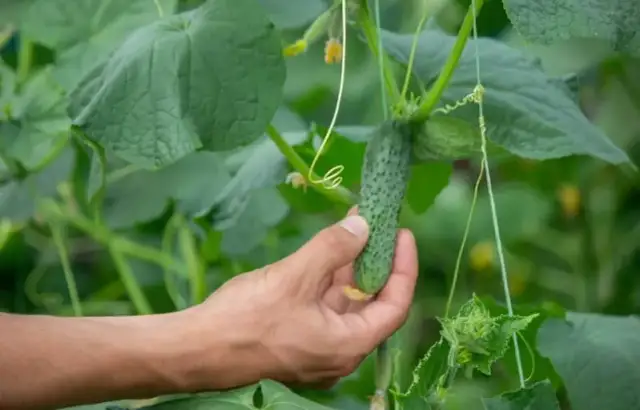 Do kiedy jest sezon na ogórki? Sprawdź, by nie przegapić zbiorów