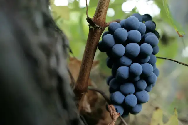 Peloponez - poznaj niezwykłe odmiany winogron z greckiego półwyspu