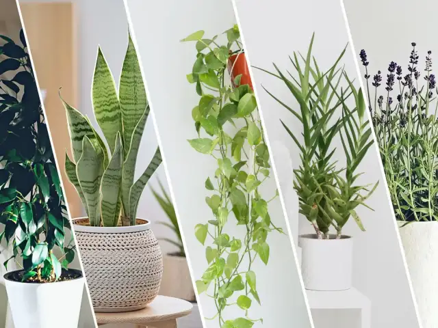 Jakie kwiaty do sypialni poprawią Twój sen i oczyszczą powietrze