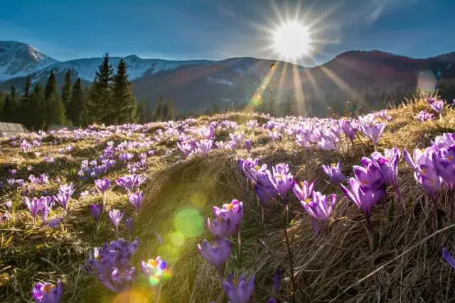 Najciekawsze atrakcje w Miśni, które musisz zobaczyć podczas wizyty