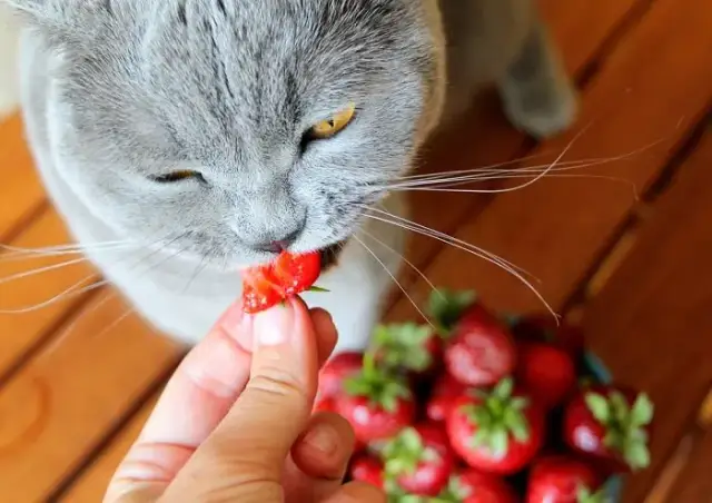 Czy koty mogą jeść jagody? Bezpieczne owoce i ich wpływ na zdrowie