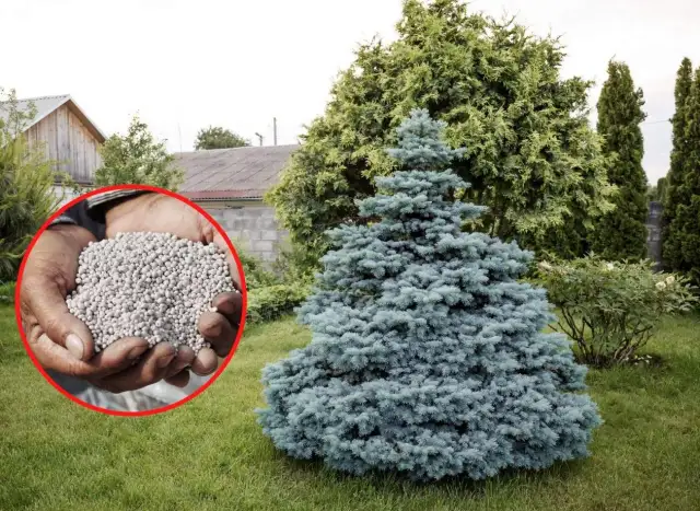 Jaki nawóz pod świerki? Odkryj idealne składniki dla zdrowia drzew