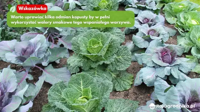 Sadzenie kapusty: Kiedy, jak i co robić, by mieć obfite zbiory?
