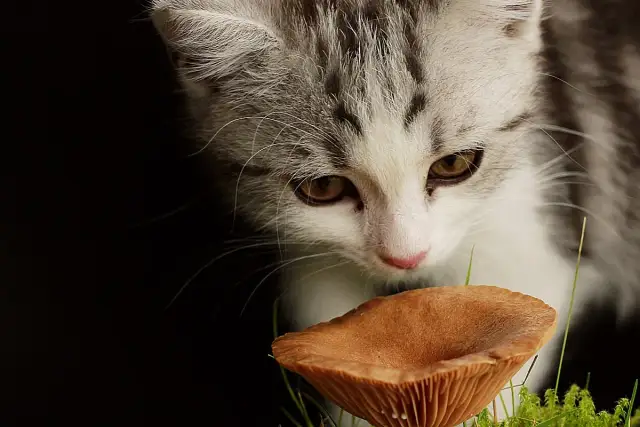 Czy koty mogą jeść grzyby? Niebezpieczeństwa i zdrowe alternatywy