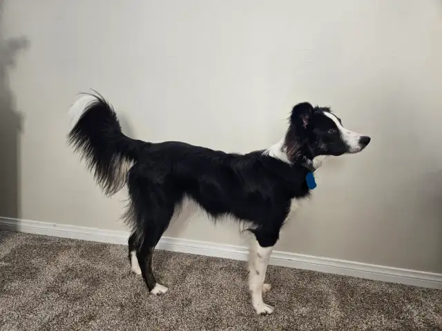 Jak wytresować border collie, aby uniknąć frustracji i problemów