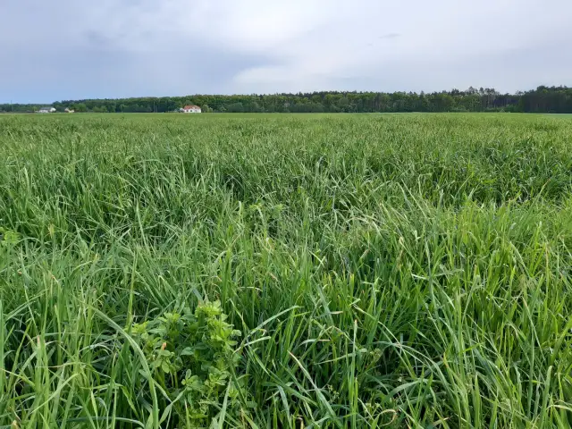 Jaki nawóz na pastwisko? Odkryj, jak poprawić zdrowie trawy