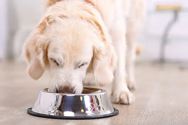 Codzienne karmienie psa: Zasady, błędy i jak robić to najlepiej