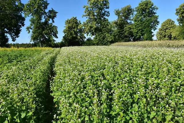 Kiedy kwitnie gryka? Kalendarz, piękno i korzyści dla pszczół