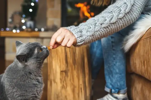 Czy koty mogą jeść groszek? Zaskakujące fakty o diecie kotów