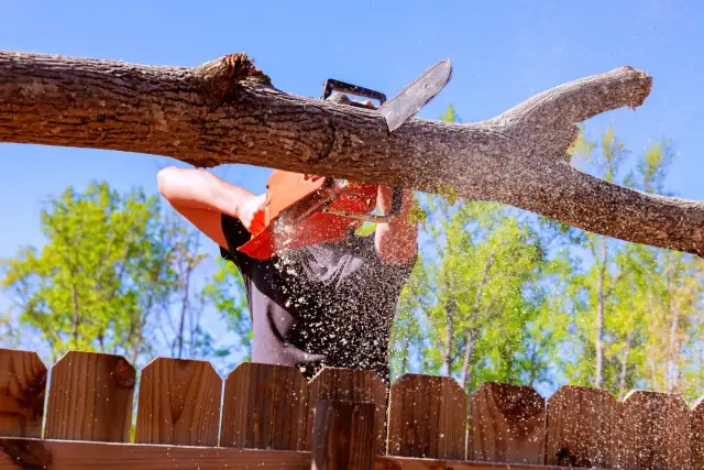 Wycinka drzew na posesji: Zmierz obwód i poznaj limity bez zezwolenia