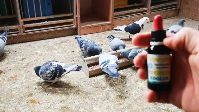 Żółty guzek u gołębi? Szybka diagnoza i skuteczne leczenie rzęsistkowicy