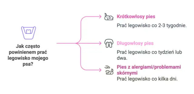 Jak prać legowisko psa? Praktyczny poradnik dla czystości