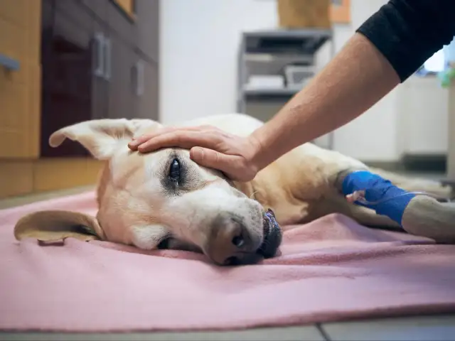 Eutanazja psa: Czy to boli? Spokojne odejście bez strachu
