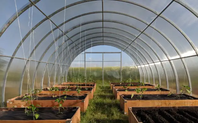 Wnętrze szklarni z poliwęglanu, gdzie młode rośliny rosną w drewnianych skrzyniach. Idealne miejsce, by dowiedzieć się, jak złożyć szklarnie z poliwęglanu.