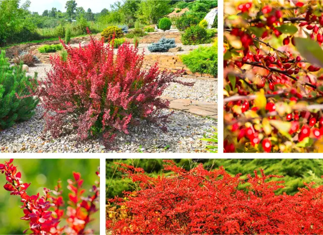Berberys gdzie sadzić - najlepsze miejsca i warunki dla roślin