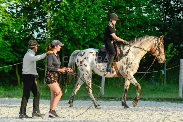 Szkoła świadomego jeździectwa Silvana - wyjątkowe kursy jeździeckie w Cewicach