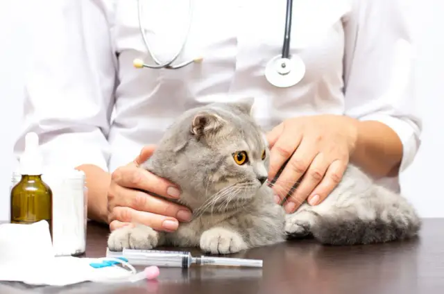 Jak powinna wyglądać rana po sterylizacji kotki - objawy i pielęgnacja