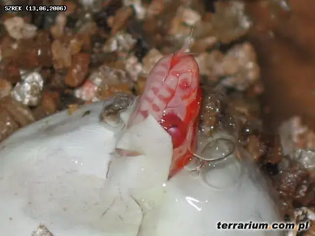 Jak węże się rozmnażają? Odkryj sekrety od zalotów po narodziny