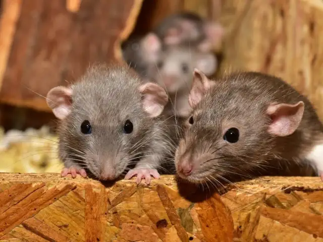 Małe szczurki, jak z legendy o Popielu, wyłaniają się z drewnianej kryjówki, ciekawskie i czujne.